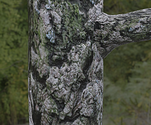 Tree Bark 13