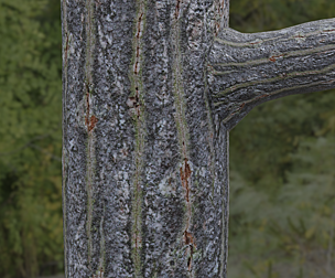 Tree Bark 14