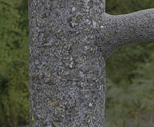 Tree Bark 15