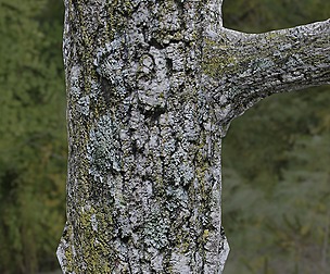 Tree Bark 17