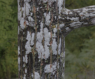 Tree Bark 16