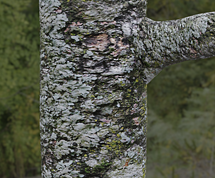 Tree Bark 18