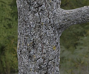 Tree Bark 19
