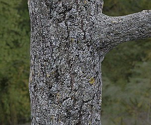 Tree Bark 20