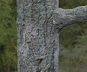 Tree Bark 21