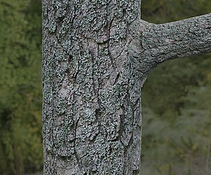 Tree Bark 23