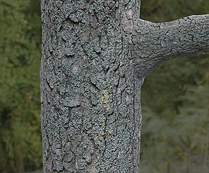 Tree Bark 24