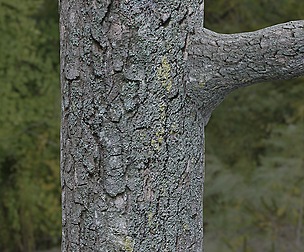 Tree Bark 25