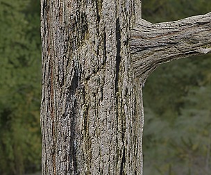Tree Bark 26