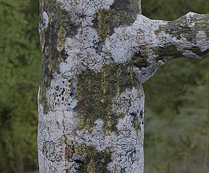 Tree Bark 27