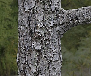 Tree Bark 28