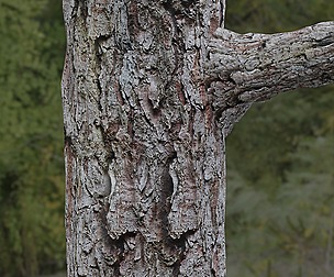 Tree Bark 29