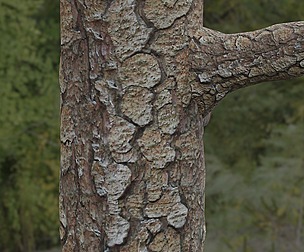 Tree Bark 30