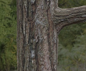 Tree Bark 31