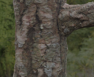 Tree Bark 32