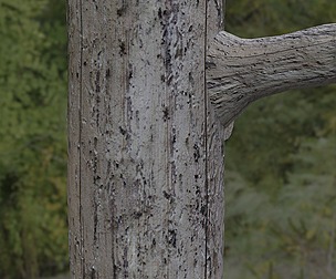 Tree Bark 34