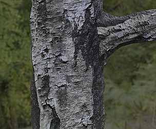Tree Bark 35