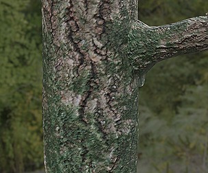 Tree Bark 36