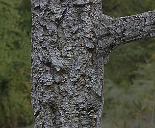 Tree Bark 37