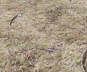 Sand And Grass