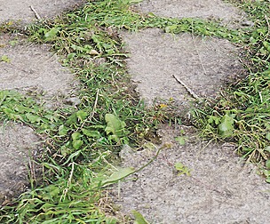 Old Path 2