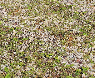 Gravel Grass 14