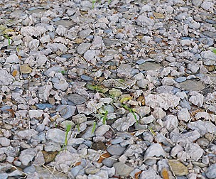 Gravel Ground 26