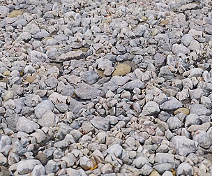Gravel Ground 32