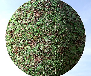 Hedge 2