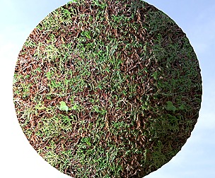 Hedge 3
