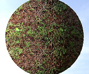 Hedge 4