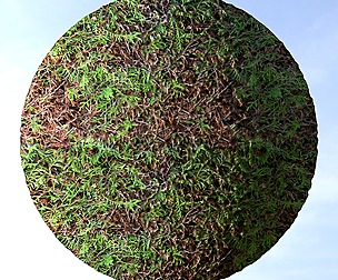 Hedge 5