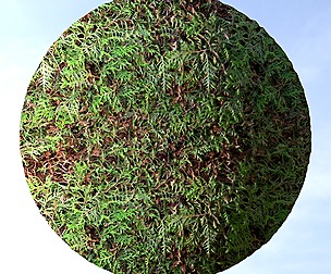 Hedge 6