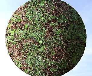 Hedge 7