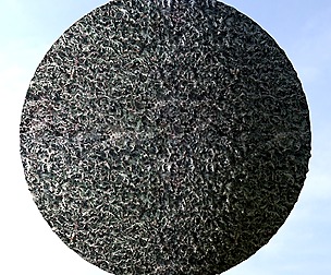 Hedge In Winter 2