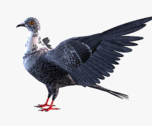 Pigeon