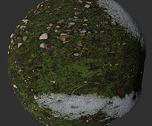 Moss And Snow 1