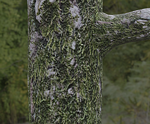 Mossy Tree Bark 1