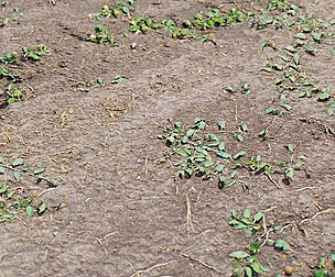 Mud Ground 3