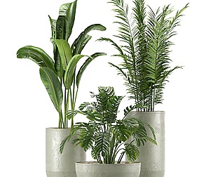 Collection Indoor Plants Set Nim04