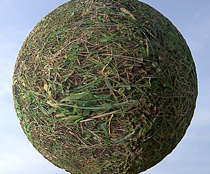 Grass 1