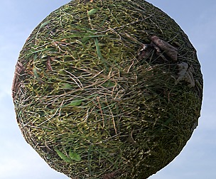 Grass 5