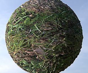 Grass 6