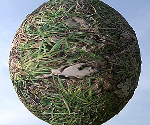 Grass 7