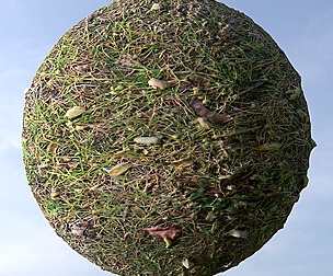 Grass 11