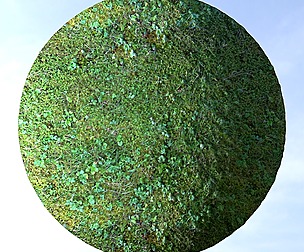 Grass 12