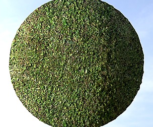 Grass 13