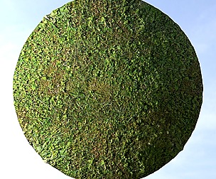 Grass 14