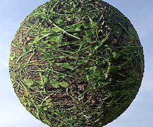 Grass 16