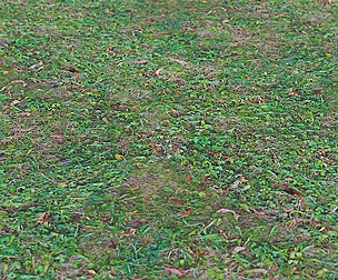 Grass 19